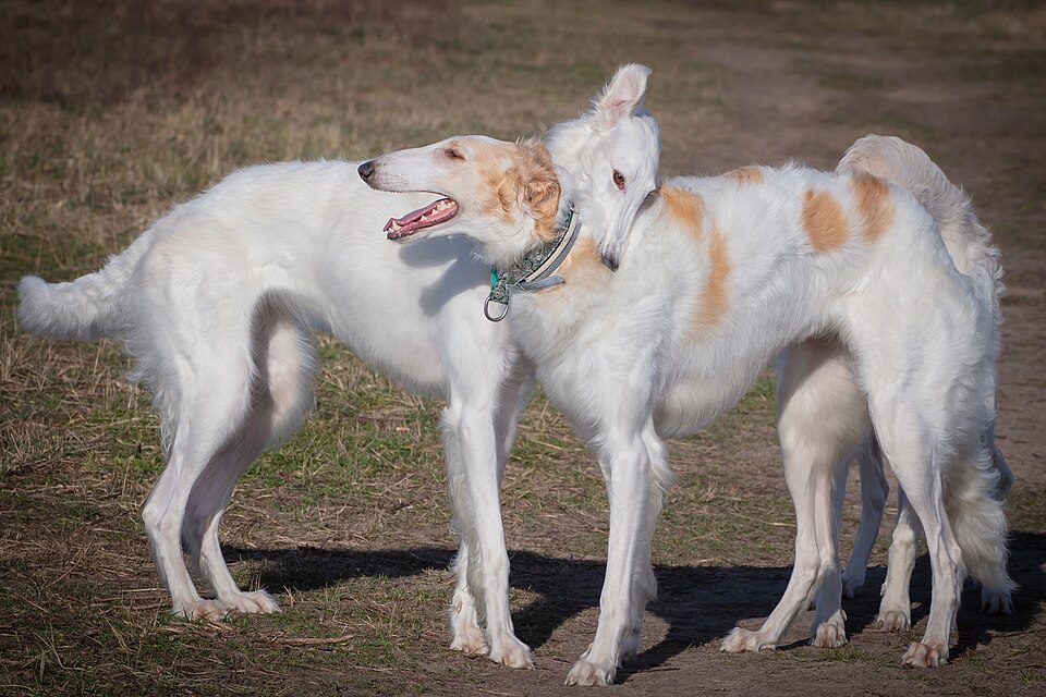 Barzoï — photo de la race de chien originaire de Russie (3)