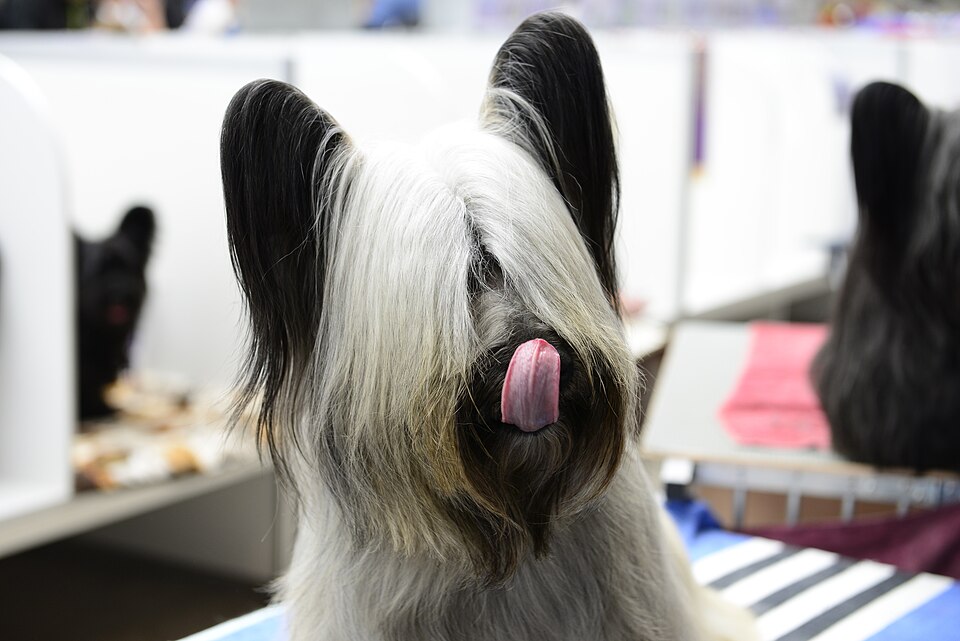 Skye Terrier — photo de la race de chien originaire de Écosse (1)