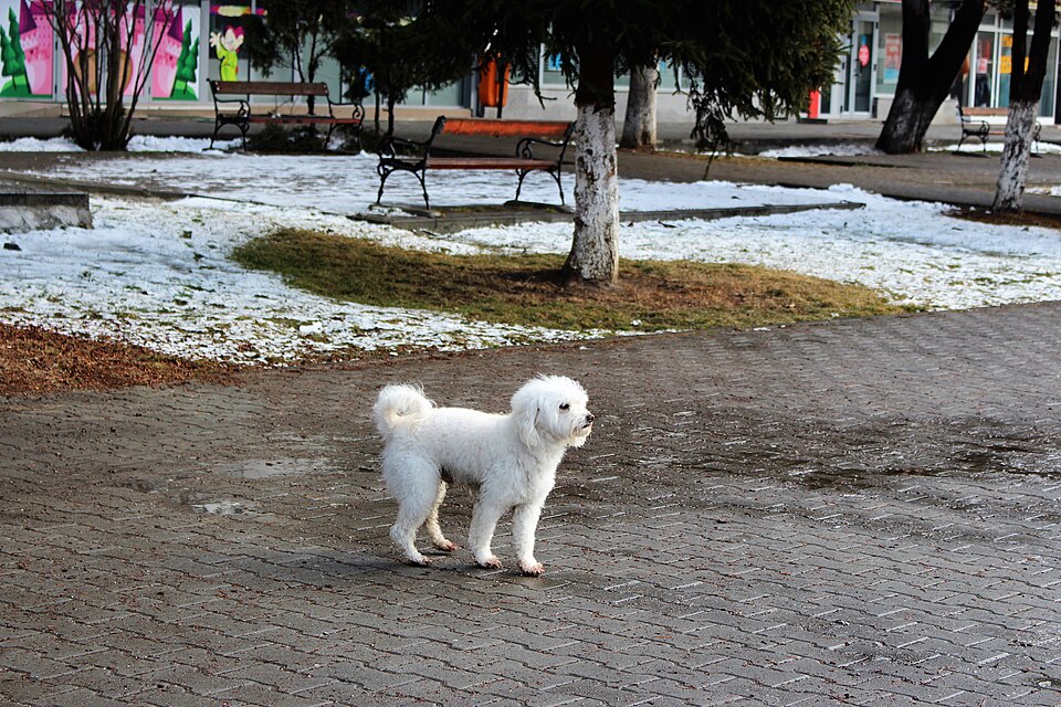 Bichon à poil frisé — photo de la race de chien originaire de Italie Italie (4)