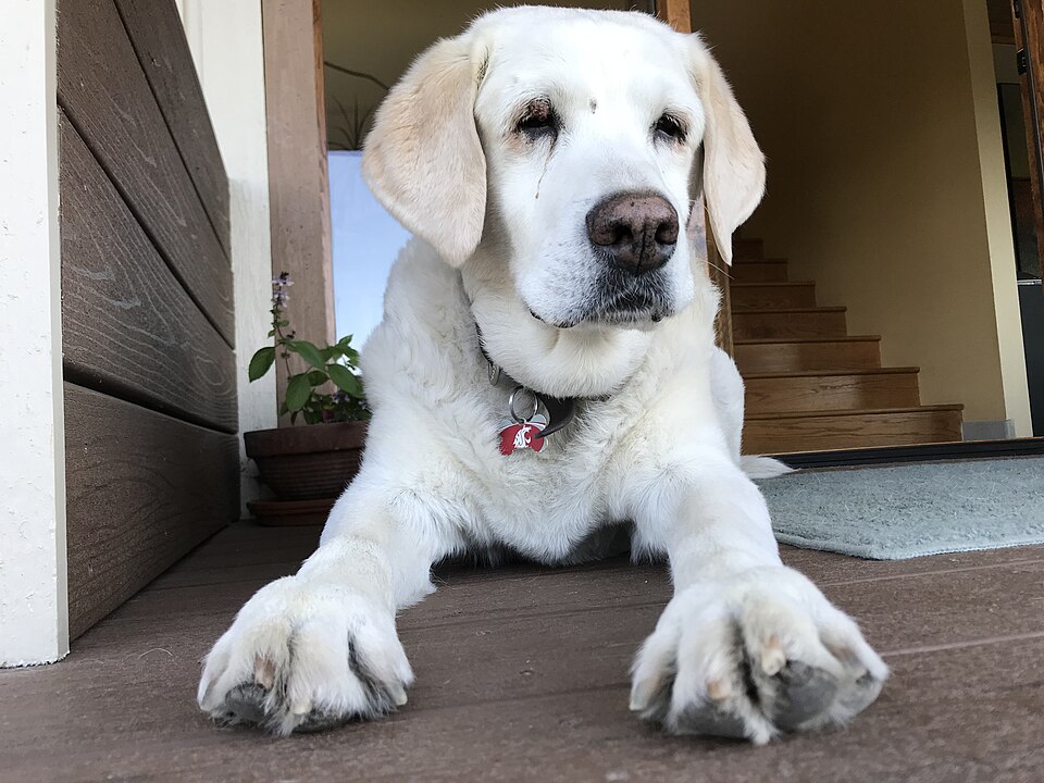 Labrador — photo de la race de chien originaire de Canada (3)