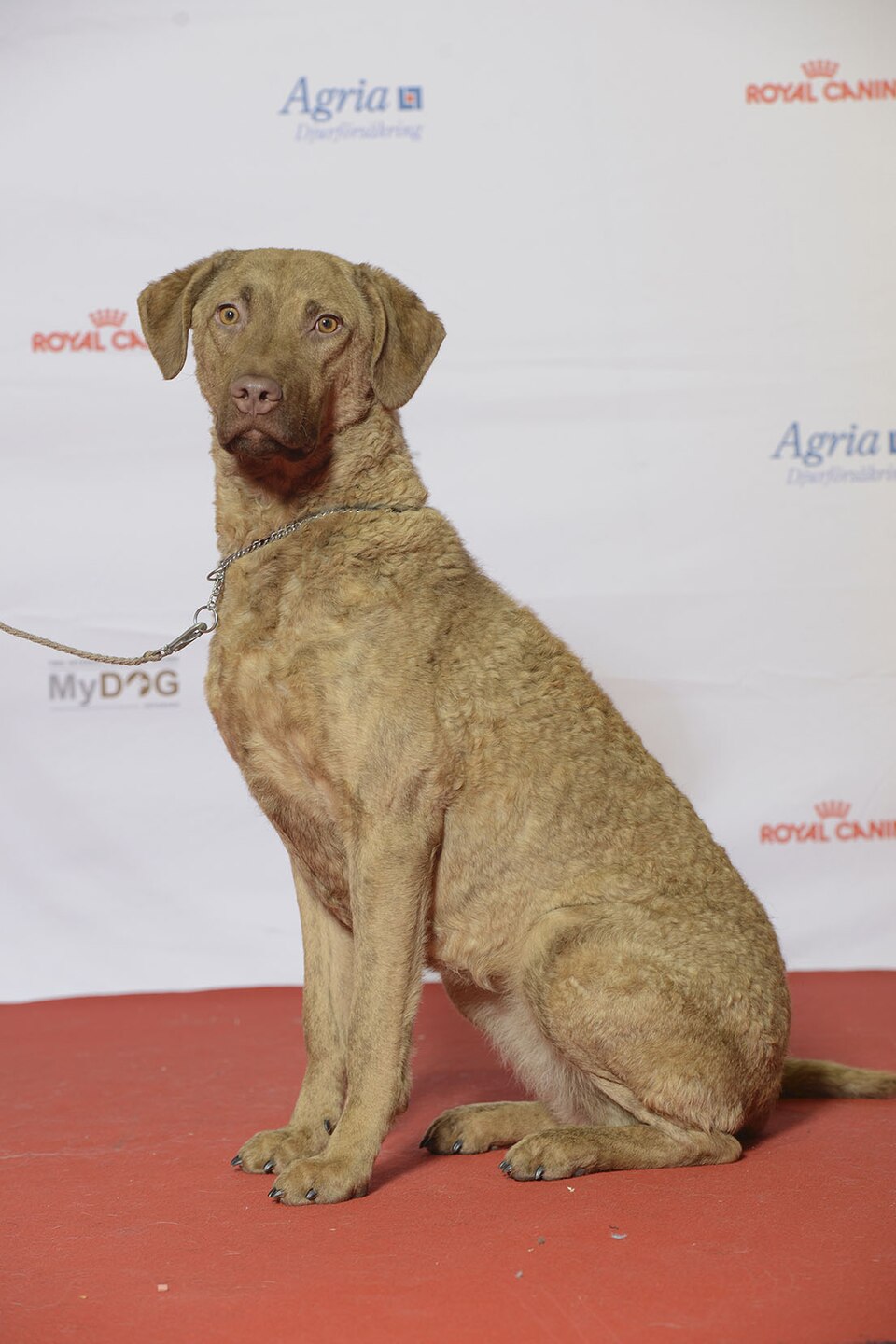 Chesapeake Bay Retriever — photo de la race de chien originaire de États-Unis (2)