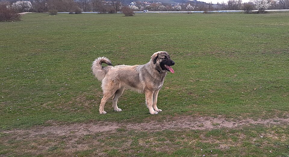 Berger yougoslave — photo de la race de chien originaire de Macédoine du Nord (4)