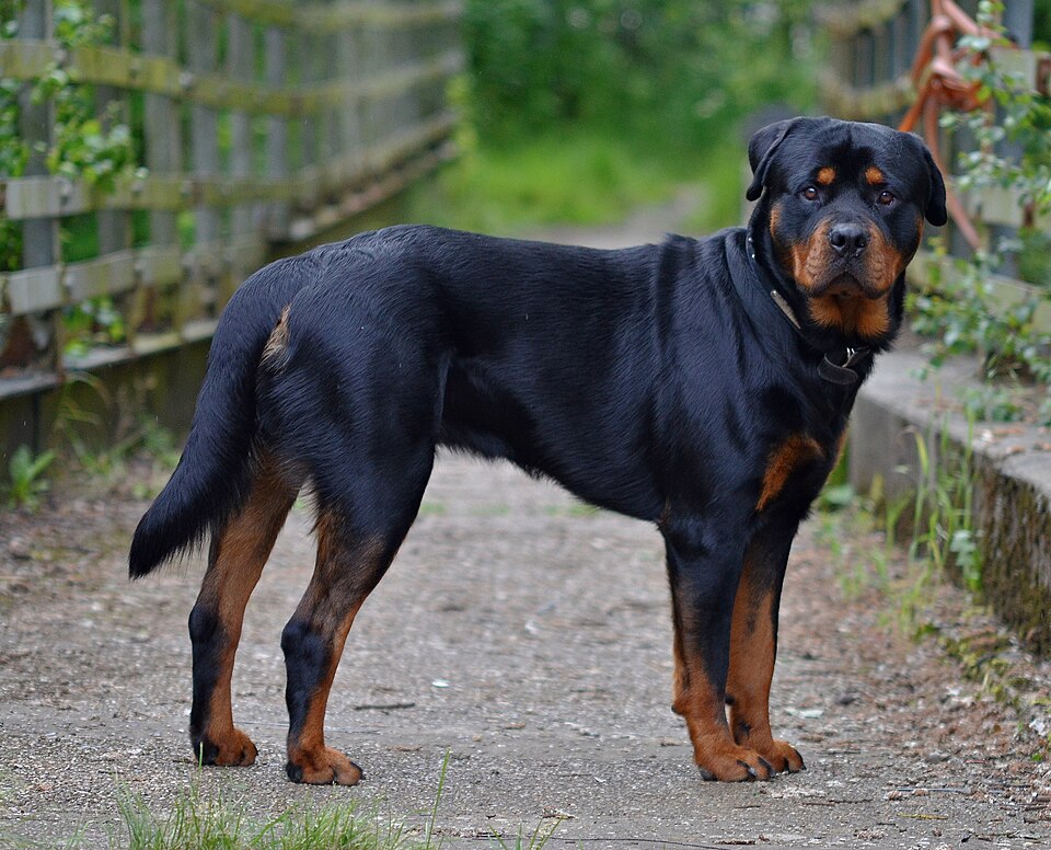 Rottweiler — photo de la race de chien originaire de Allemagne (3)
