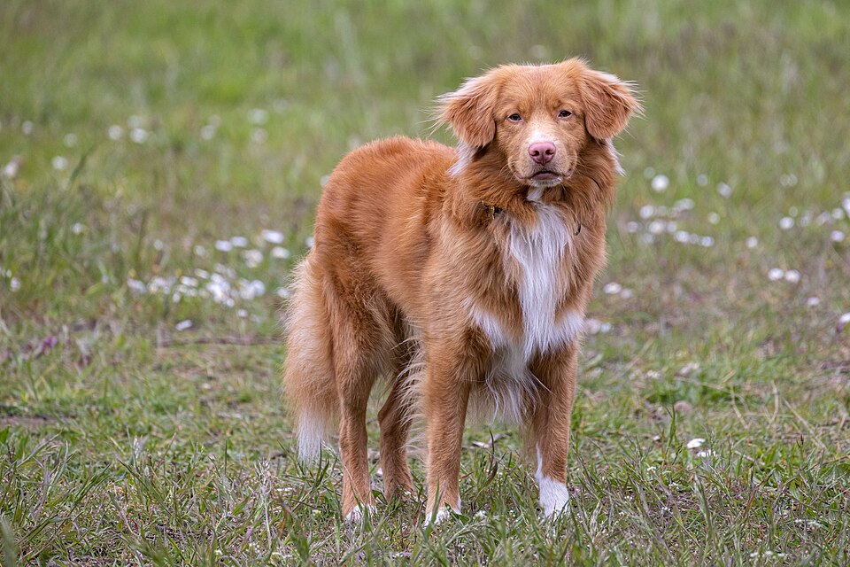 Retriever de la Nouvelle-Écosse — photo de la race de chien originaire de Canada (3)