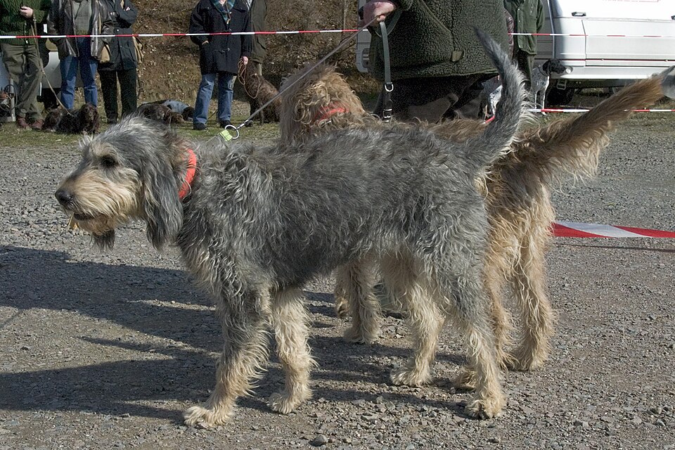 Griffon nivernais — photo de la race de chien originaire de France (6)