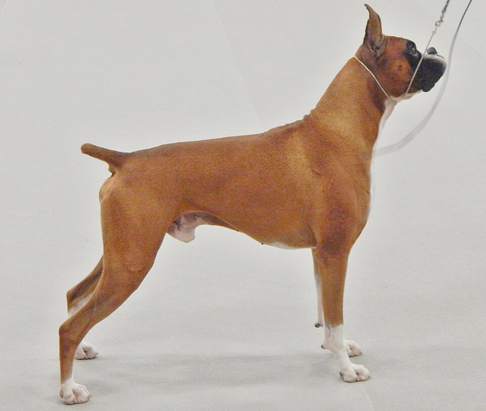 Boxer — photo de la race de chien originaire de Empire allemand (1)
