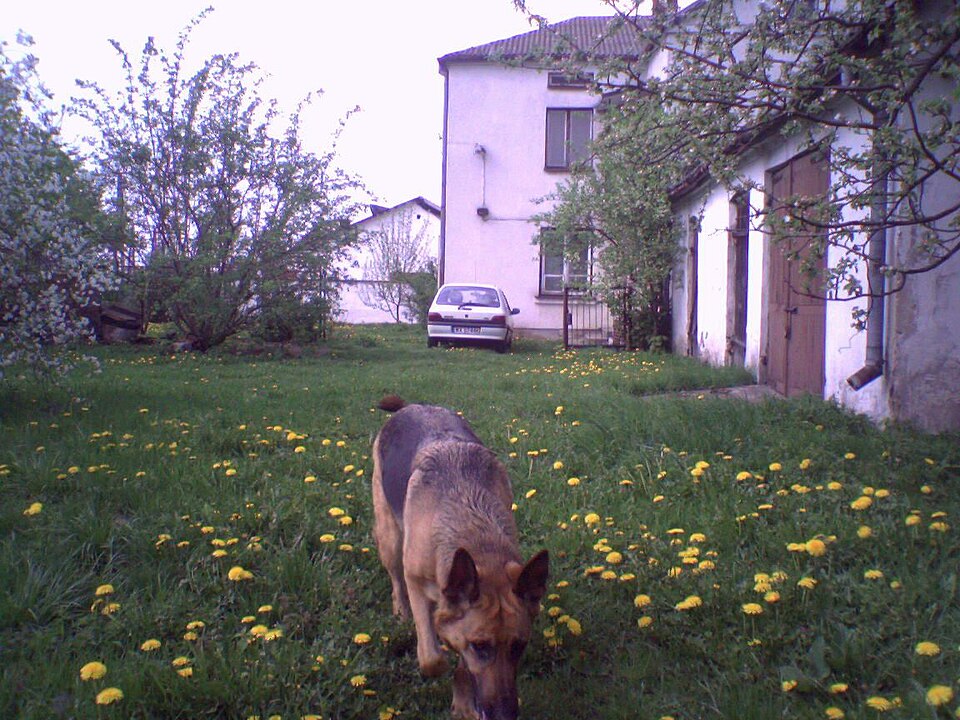 Berger Allemand — photo de la race de chien originaire de Allemagne (6)