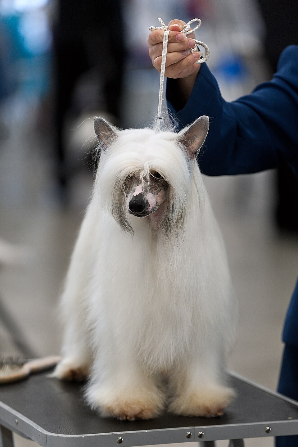 Chien chinois à crête — photo de la race de chien originaire de République populaire de Chine (2)