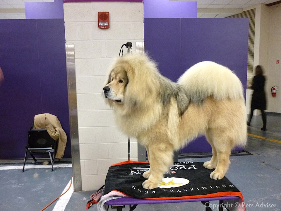 Dogue du Tibet — photo de la race de chien originaire de République populaire de Chine (6)