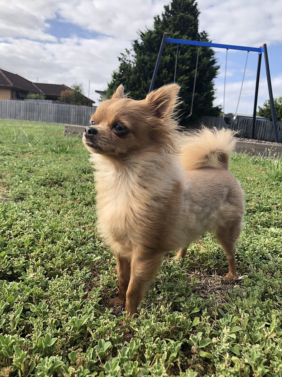 Chihuahua — photo de la race de chien originaire de Mexique (6)
