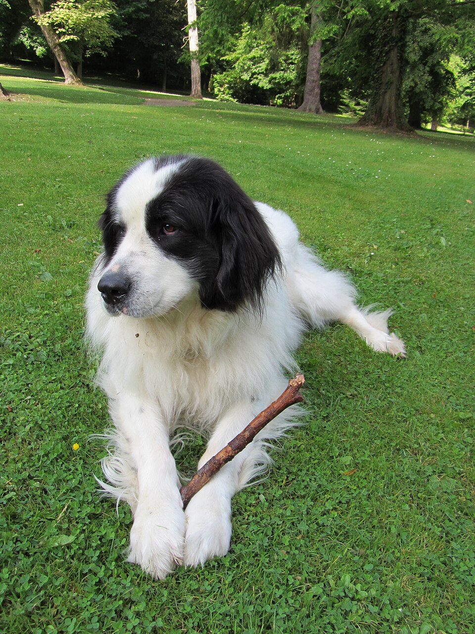 Landseer — photo de la race de chien originaire de Royaume-Uni (4)