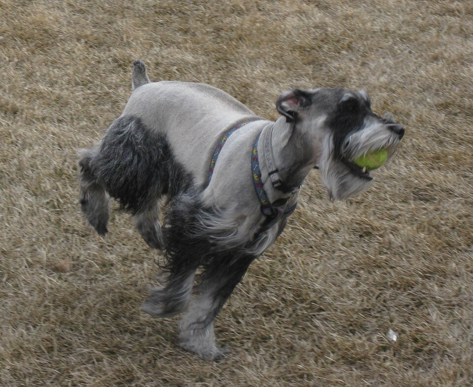 Schnauzer moyen — photo de la race de chien originaire de Allemagne (1)