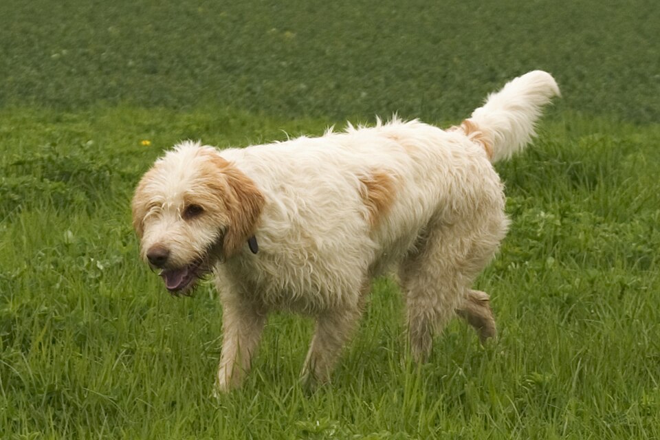 Briquet griffon vendéen — photo de la race de chien originaire de France (1)