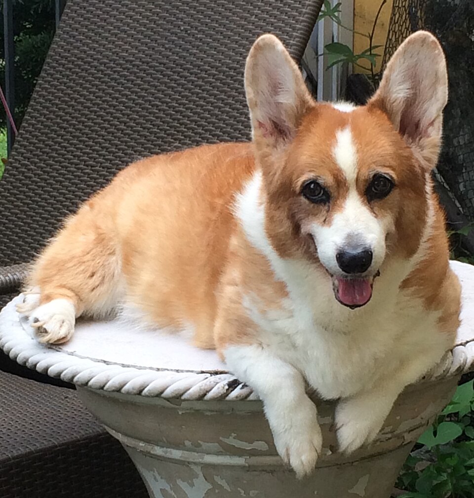 Welsh Corgi — photo de la race de chien originaire de Royaume-Uni (4)