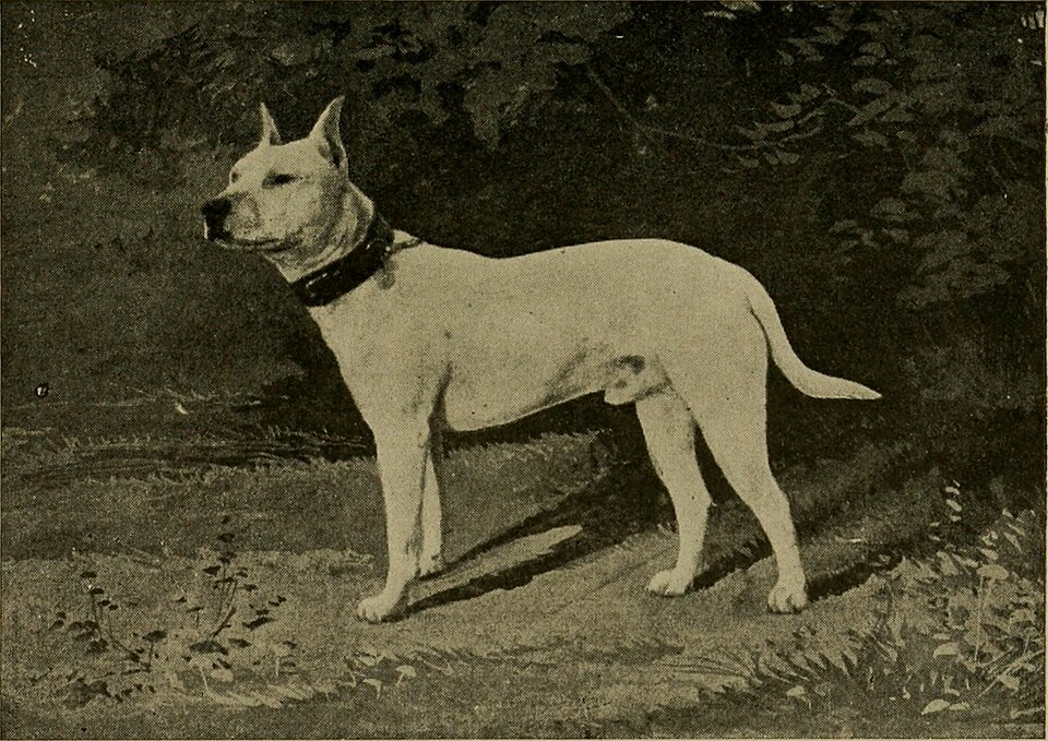 Bull terrier — photo de la race de chien originaire de Angleterre (6)
