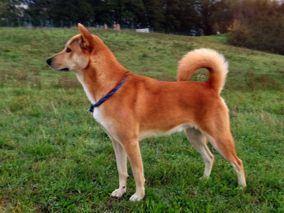 Chien de Canaan — photo de la race de chien originaire de Palestine (1)