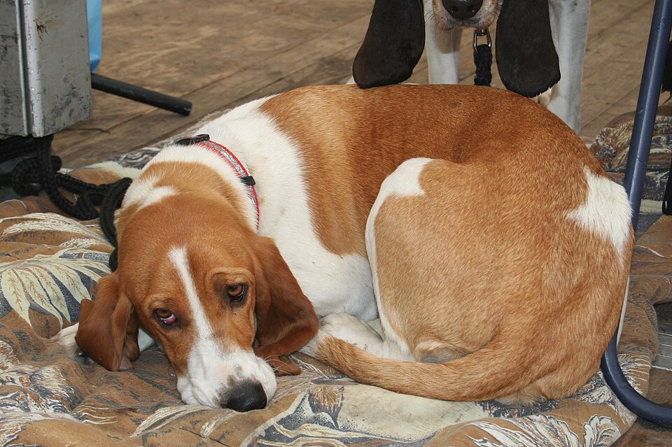 Chien courant suisse — photo de la race de chien originaire de Suisse (2)