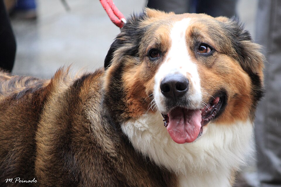 Berger Australien — photo de la race de chien originaire de Australie (1)