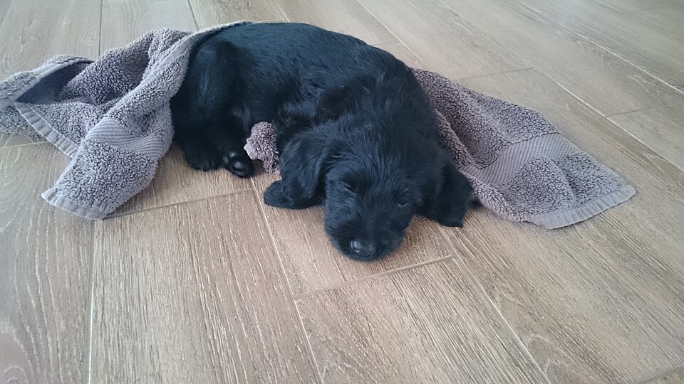 Labradoodle — photo de la race de chien originaire de Australie (4)