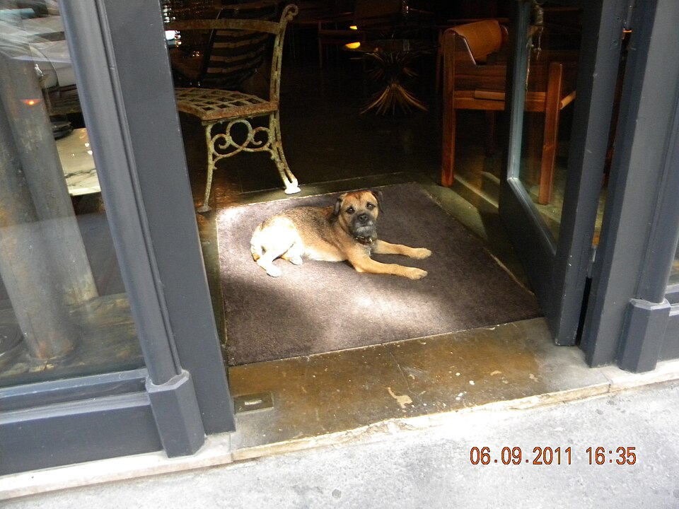 Border terrier — photo de la race de chien originaire de Royaume-Uni (3)