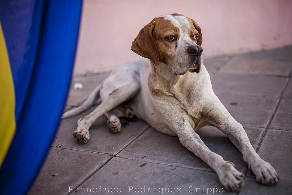 Pointer anglais — photo de la race de chien originaire de Angleterre (6)