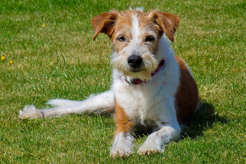 Kromfohrländer — photo de la race de chien originaire de Allemagne (3)
