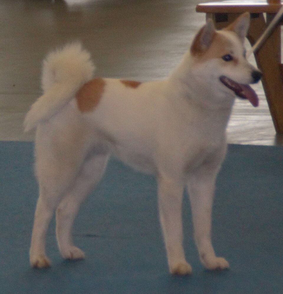Spitz de Norrbotten — photo de la race de chien originaire de Suède (3)
