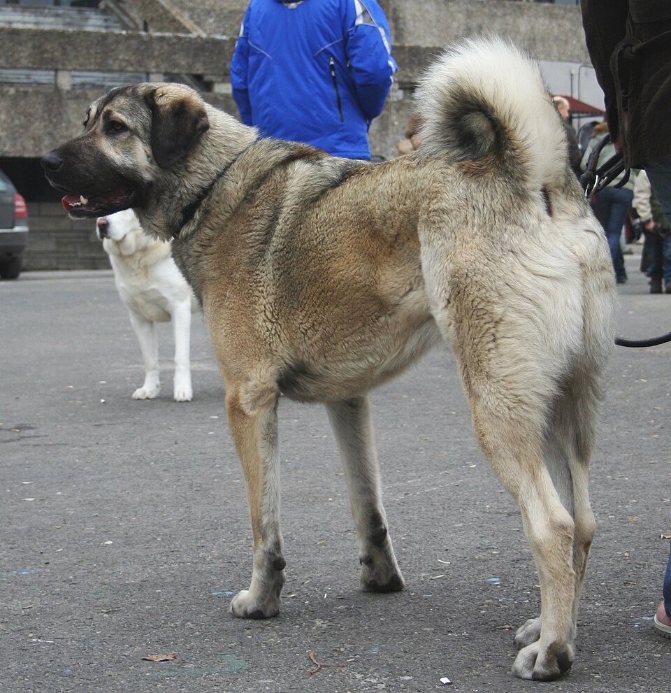 Berger d’Anatolie — photo de la race de chien originaire de Turquie (4)