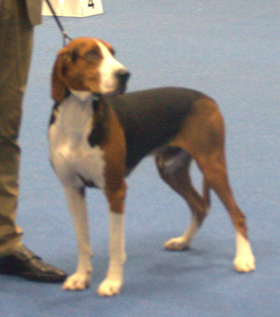 Hamilton stövare — photo de la race de chien originaire de Suède (4)