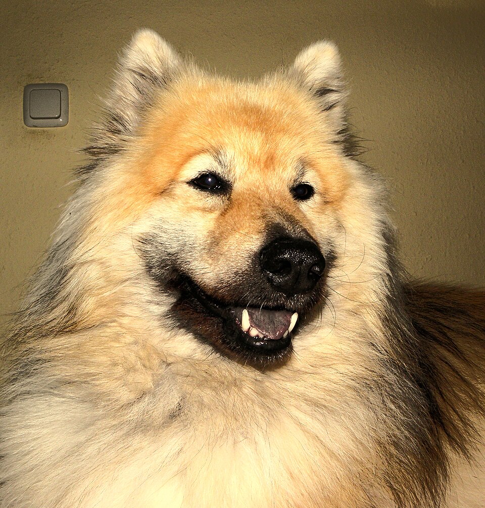 Eurasier — photo de la race de chien originaire de Allemagne (5)