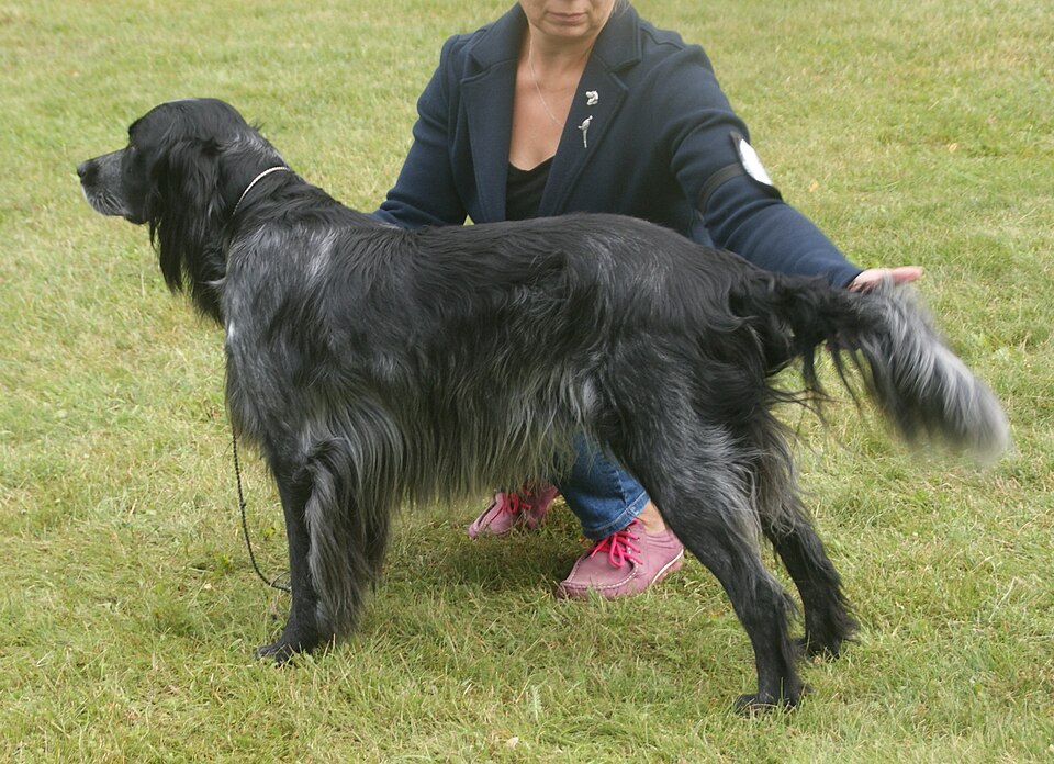 Epagneul bleu de Picardie — photo de la race de chien originaire de France (6)