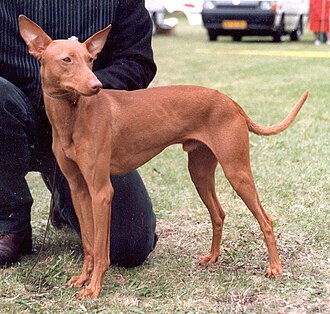 Cirneco de l’Etna