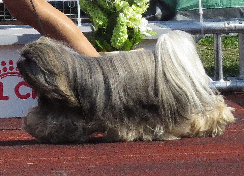 Lhassa Apso — photo de la race de chien originaire de Tibet (6)