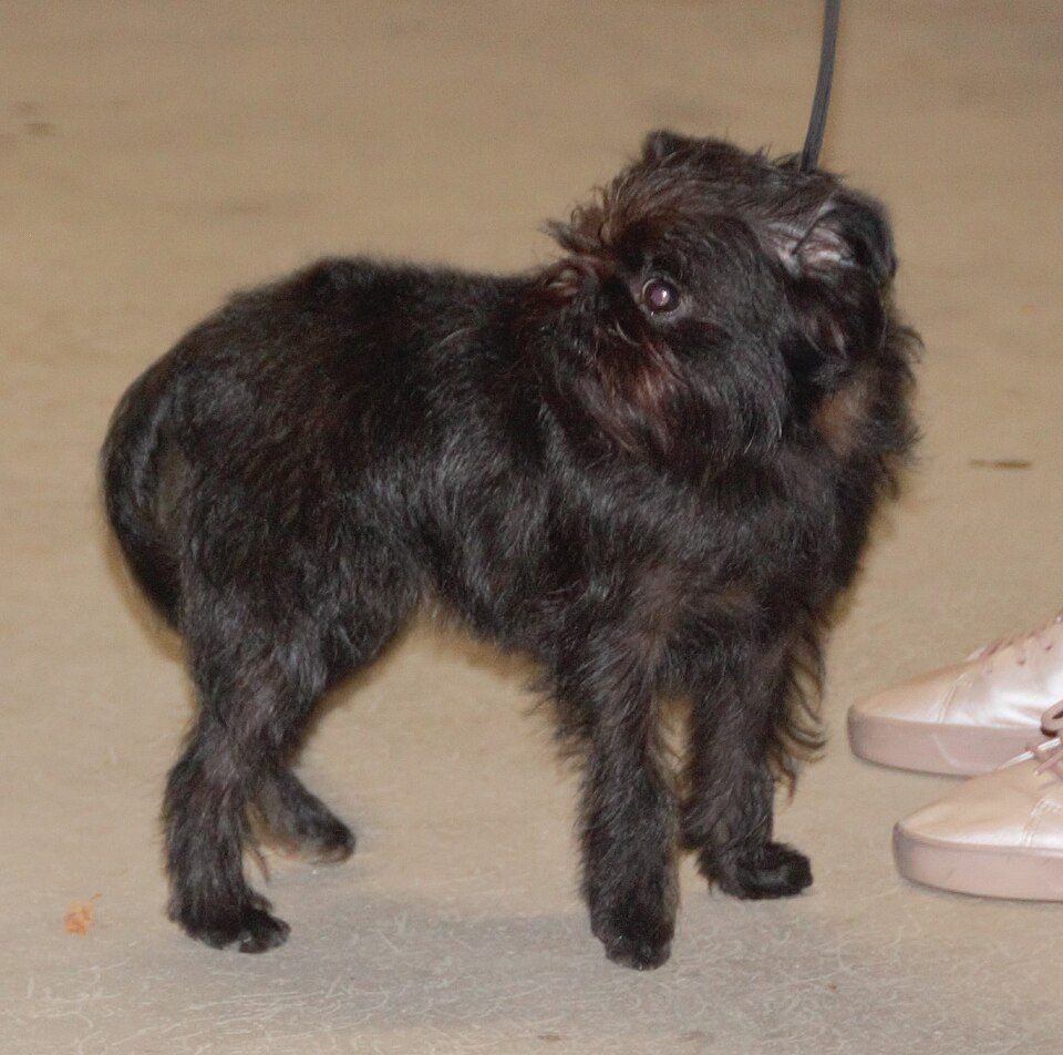 Griffon belge — photo de la race de chien originaire de Belgique (1)