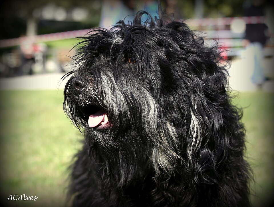 Berger portugais — photo de la race de chien originaire de Portugal (2)