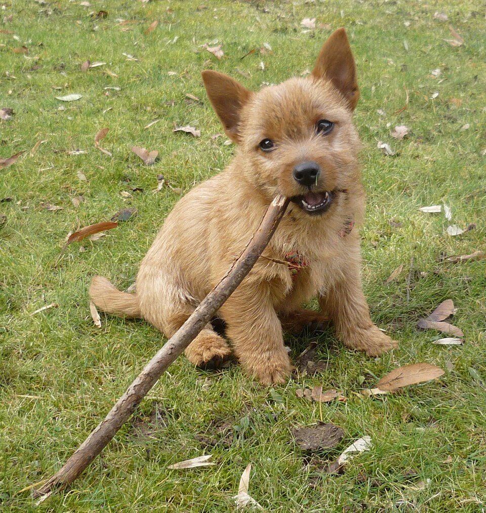Norwich Terrier — photo de la race de chien originaire de Angleterre (3)