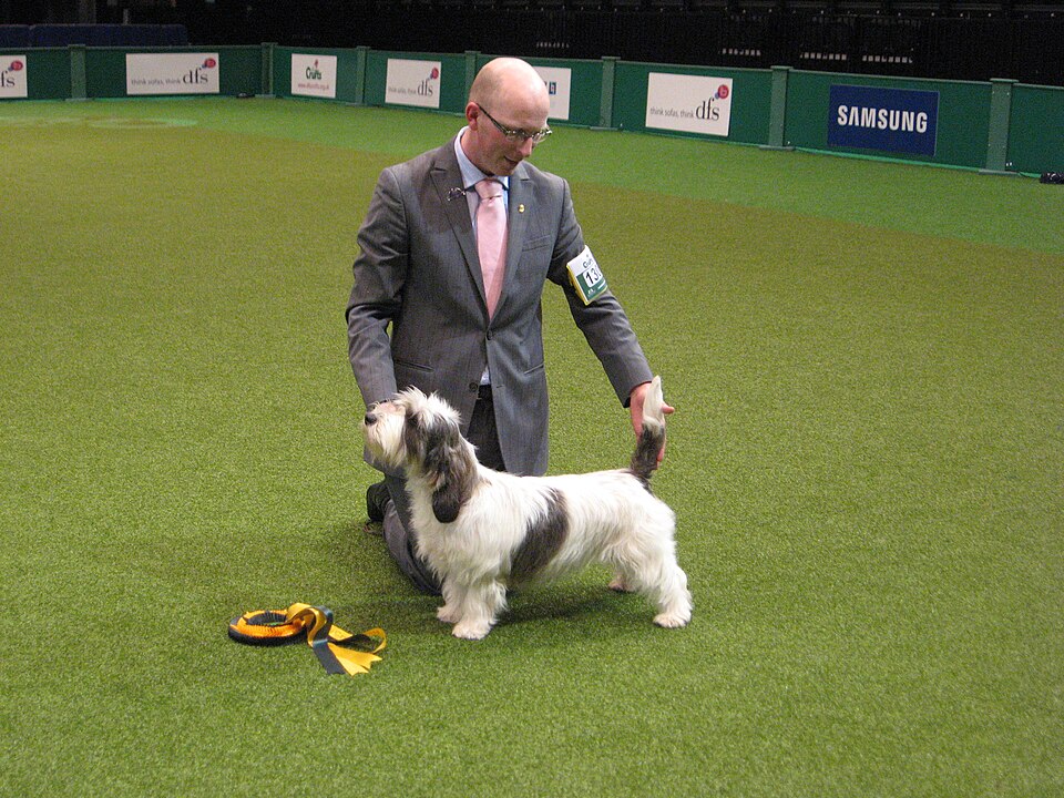 Petit Basset Griffon Vendéen — photo de la race de chien originaire de France (3)