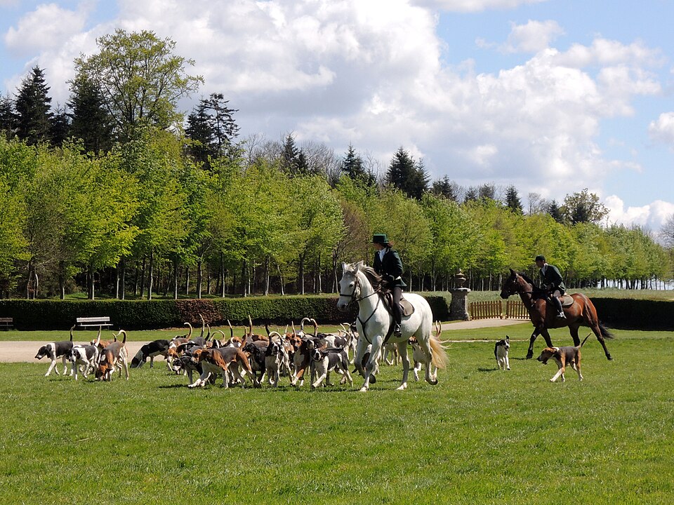 Français blanc et noir — photo de la race de chien originaire de France (5)
