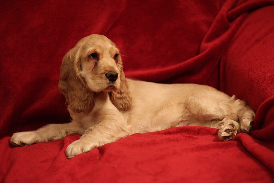 Cocker anglais — photo de la race de chien originaire de Angleterre (2)