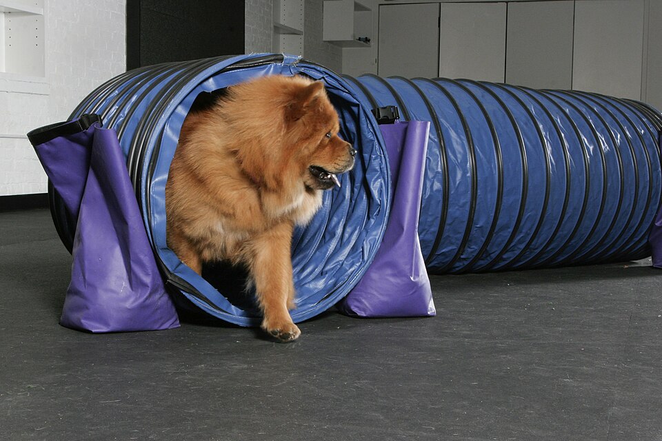 Chow-chow — photo de la race de chien originaire de République populaire de Chine (4)