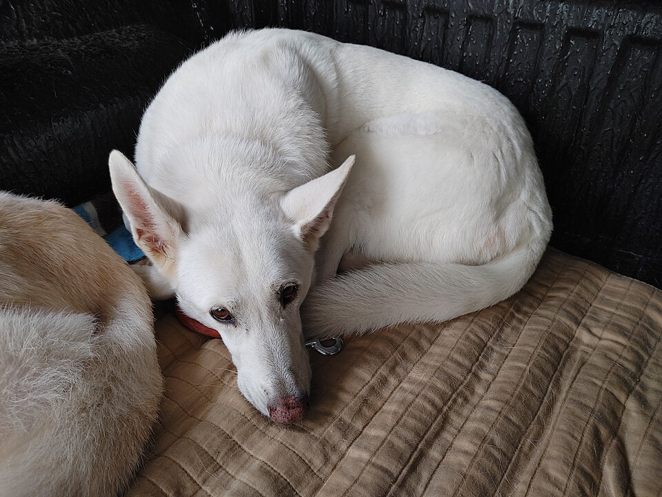 Berger blanc suisse — photo de la race de chien originaire de Suisse (4)