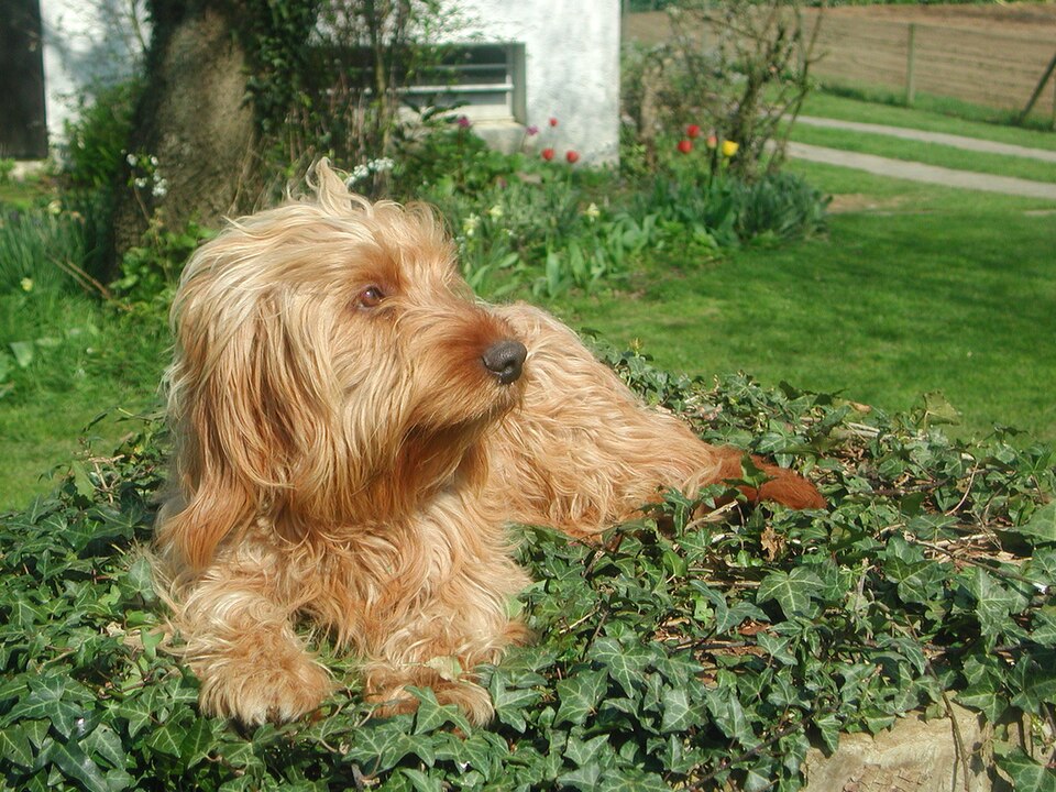 Basset fauve de Bretagne — photo de la race de chien originaire de France (6)