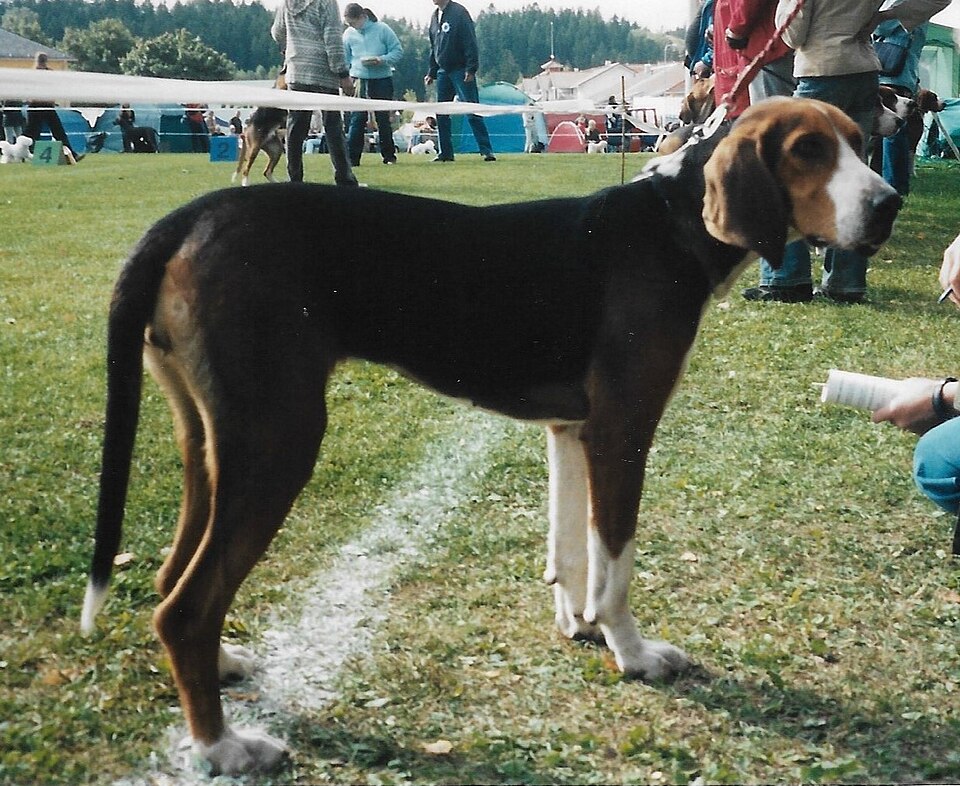 Chien courant finlandais — photo de la race de chien originaire de Finlande (2)