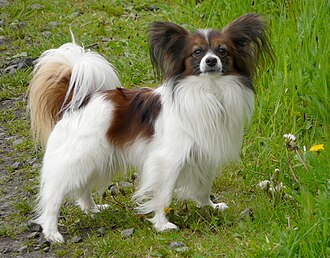 Epagneul nain continental