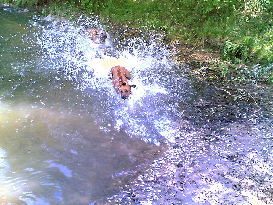 Rhodesian Ridgeback — photo de la race de chien originaire de Rhodésie (2)
