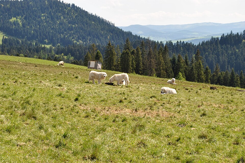 Berger polonais de Podhale — photo de la race de chien originaire de Pologne (1)