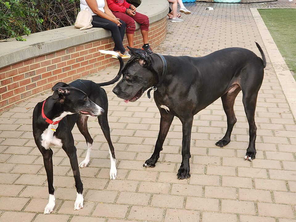 Cane corso — photo de la race de chien originaire de Italie (3)