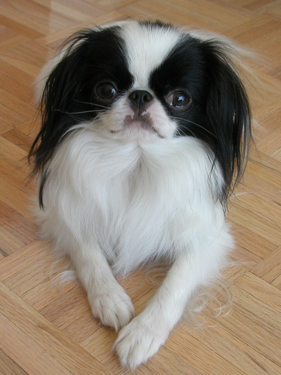 Epagneul japonais — photo de la race de chien originaire de Japon (4)