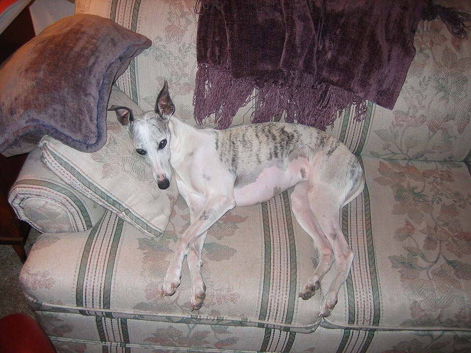Whippet — photo de la race de chien originaire de Angleterre (6)