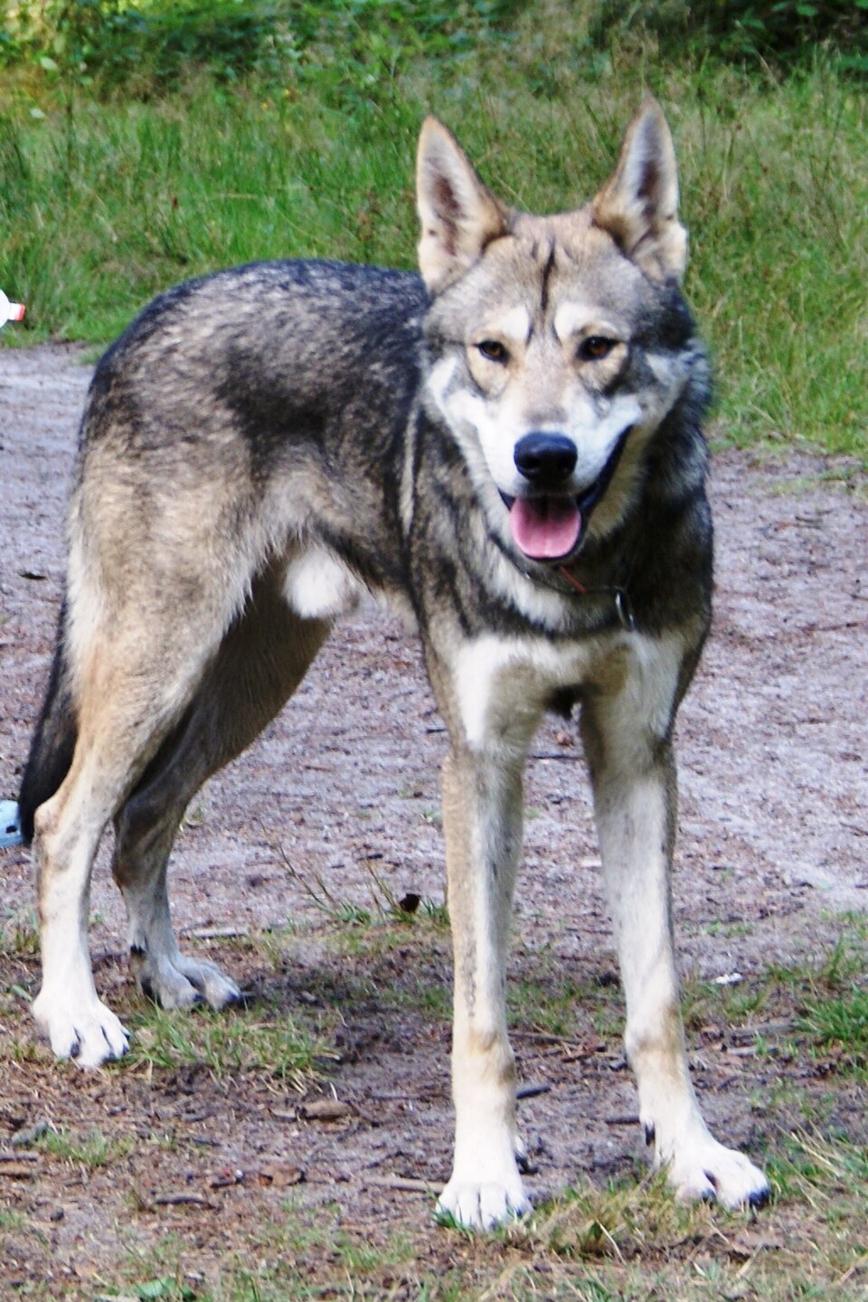 Chien-loup de Saarloos — photo de la race de chien originaire de Pays-Bas (5)